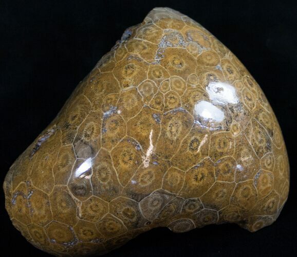 Polished Fossil Coral Head - Morocco #9327